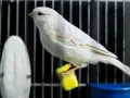 Dlaczego kanarek nie śpiewa? Odkryj przyczyny i rozwiązania