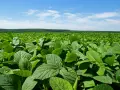 Vasto campo di soia verde sotto un cielo azzurro con nuvole bianche. La vegetazione rigogliosa si estende fino all'orizzonte.