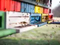 Hodowla pszczół ile można zarobić? Sprawdź, co wpływa na zyski