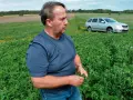 Jaki nawóz pod lucernę, aby uniknąć problemów z uprawą?