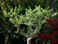 Ein junger Olivenbaum mit frisch geschnittenen Ästen und grünen Blättern steht im Garten.