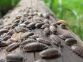Un montón de cochinillas de la humedad en un tronco. ¿Cómo eliminar cochinillas de la humedad?