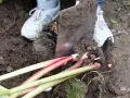 Rhabarber umpflanzen: Mit einer Schaufel werden die roten Stiele und Wurzeln aus der Erde gehoben.