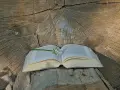 Otwarta księga na pniu drzewa, z kwiatem na stronach. W tle widoczne słoje drewna. Czytanie psalm 4 w naturze.