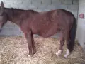 Jument brune, le ventre bien rond, attend son poulain. Elle se tient sur de la paille dans une étable.