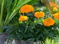 En kruka fylld med fluffiga, orange så tagetes blommor. Gröna blad och gräs omger dem.