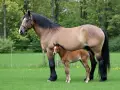 Un majestueux cheval de trait noir se tient aux côtés de son poulain brun dans un pré verdoyant.
