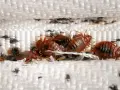 Un grupo de chinches se esconde entre las costuras de un colchón. Aquí es de donde salen las chinches, en lugares oscuros y acogedores.