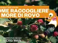 Maturazione delle more di rovo: scopri come raccoglierle al momento giusto con Città Verde. Un uccellino curioso ti guida in questa deliziosa avventura.