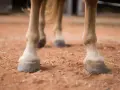Gros plan sur les sabots d'un cheval, la bouleture est bien visible sur ses pattes.