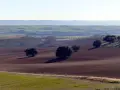 Paisaje de **vías pecuarias Castilla La Mancha**. Campos labrados y encinas salpican la ondulada llanura, evocando la trashumancia.