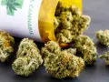 Medyczna marihuana: Recepta w Polsce warunki, proces, koszty