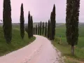 Viale dei cipressi a Siena, con una strada sterrata che serpeggia tra dolci colline verdi e alberi slanciati.