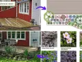 Planera rabatt: från idé till verklighet med en ritning och bilder på växter som Anemone, Bergenia och Iris.