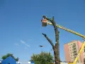 Wycinka drzew z podnośnika. Pracownik w koszu tnie gałęzie. Sprawdź wycinka drzew z podnośnika cennik.