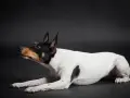 Czarno-biały toy terrier z brązowymi znaczeniami na głowie leży na ciemnym tle, patrząc w górę z zaciekawieniem.