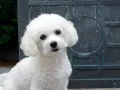 Bichon frise włosy czy sierść – zaskakująca różnica dla alergików