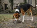 Chien tricolore savoure sa gamelle, peut-être enrichie de graisse de canard pour chien, devant un manoir.