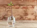 Ein Keimling wächst aus einem Avocadokern, der mit Zahnstochern in einem Glas Wasser steckt. So beginnt das Abenteuer, einen Avocadokern einzupflanzen.