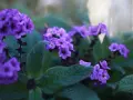 Vackra lila blommor i en balkonglåda, perfekta tips på blommor för att skapa färg.