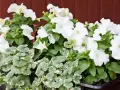 Vita sommarblommor i kruka, med frodig grönska och en röd bakgrund. En vacker syn som för tankarna till en solig sommardag.