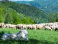 Biały pies pasterski czuwa nad stadem owiec na zielonym zboczu. W tle góry i lasy, typowy widok dla redyku w Szczawnicy.