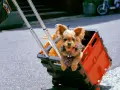 Jak zbudować wózek dla psa? DIY krok po kroku i analiza kosztów.