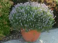 Un vaso di terracotta pieno di lavanda in fiore, ideale per capire quando piantare la lavanda in giardino.