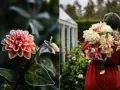 En frostig orange dahlia i närbild. Till höger bär en person en bukett med guldvatten dahlior framför ett växthus.
