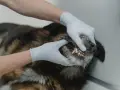 Weterynarz w rękawiczkach bada zęby psa.