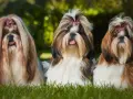 Shih Tzu ma włosy czy sierść? Odkryj prawdę o ich pielęgnacji