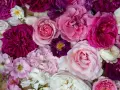 Vielfalt an Rosenarten in Rosa-, Pink- und Violetttönen, von zarten Blüten bis zu üppigen Blütenköpfen.