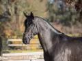 Un magnifique cheval noir, le joker d'Euskadi, au licol en cuir, se tient dans un pré ensoleillé.