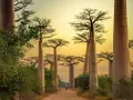 Aleja Baobabów na Madagaskarze. Najlepszy czas na podróż to pora sucha, od kwietnia do października.