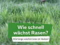 Grüner Rasen im Fokus. Die Frage "Wie lange braucht Gras zum wachsen?" wird gestellt, mit dem Zusatz "Wie lange wächst Gras im Herbst?".