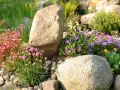 Natürliche Steine und bunte Blumen verschönern den Garten. Ein Steinbeet mit rosa und lila Blüten, ideal zum **Garten dekorieren mit Steinen**.