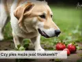 Czy pies może jeść kocie jedzenie? Dowiedz się, jakie są zagrożenia