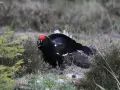 Czarny ciećwierz ptak z czerwonymi wyrostkami nad oczami, w naturalnym otoczeniu wrzosowiska.