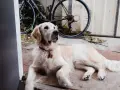 Czy golden retriever nadaje się do bloku? Oto, co musisz wiedzieć