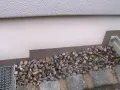Kiesbett vor einer Hauswand, geschützt durch PCI Barraseal Turbo.