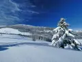 Paesaggio innevato sul Monte Bondone, con un abete carico di neve e un cielo blu intenso. Ideale per scoprire cosa fare in inverno.