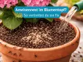 Ameisen im Blumentopf! Viele kleine Ameisen krabbeln auf der Erde und am Rand eines Terrakotta-Topfes. Wasser wird aus einer grünen Gießkanne gegossen.