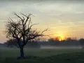 Mglisty poranek z wschodzącym słońcem, które gra jak piękne piosenki na dzień dobry. Sylwetka nagiego drzewa na pierwszym planie.