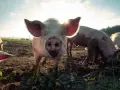 Świnia z zaciekawieniem patrzy w obiektyw. Wokół inne zwierzęta grzebią w ziemi. Czy to perły przed wieprze?