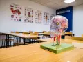 Model mózgu na biurku w sali wykładowej. Idealne miejsce do nauki psychologii sądowej, gdzie zrozumienie ludzkiego umysłu jest kluczowe.