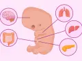 Embrione umano alla 8 settimana di gravidanza, con organi in sviluppo: cervello, polmoni, fegato, pancreas e intestino.