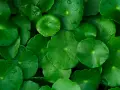 Grüne, runde Blätter mit Wassertropfen. Was ist Cica? Das ist die Pflanze, die diese erfrischenden Blätter trägt.