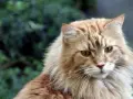 Maine Coon włosy czy sierść? Poznaj różnice i pielęgnację