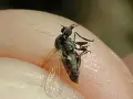 Mosca negra de España, un pequeño insecto negro con alas translúcidas, posado sobre la piel.