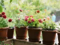 Blühende Topfrosen in verschiedenen Farben auf einem Balkon. Die Pflanzen sind gut gepflegt und zeigen ihre volle Pracht.
